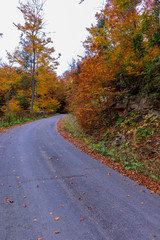 Fototapeta premium road in autumn forest