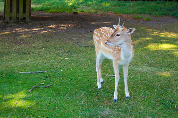 小鹿（ドイツ）