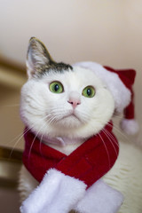 christmas cat santa hat