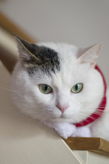 christmas cat santa hat
