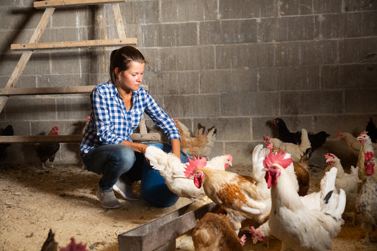 Woman feeding domestic chickens