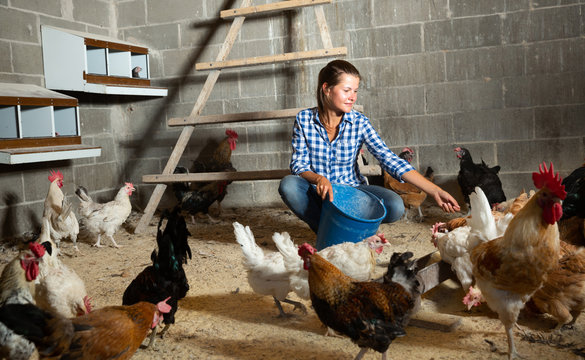 Young woman feeding hens in a chicken coop