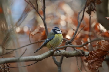 aves varias 