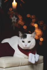 christmas cat santa hat