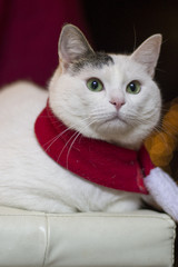 christmas cat santa hat