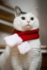christmas cat santa hat