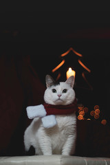 christmas cat santa hat