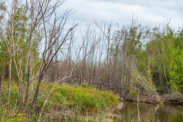 Mangrove forest and tree landscape background