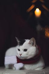 christmas cat santa hat