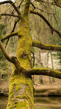 tree stem with moss panorama