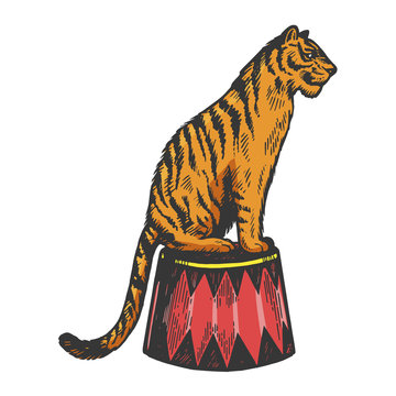Circus Tiger Images – Browse 4,191 Stock Photos, Vectors, and Video | Adobe  Stock