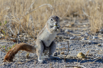 Naklejka premium South African ground squirrel Xerus inauris sitting