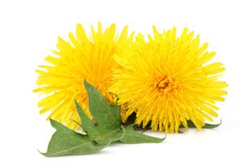 Dandelions flower and dandelions leaf isolated.