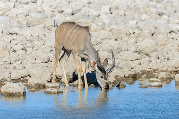 Wild kudu antelopes in the African savanna