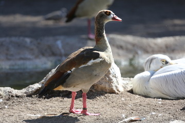 aves varias 