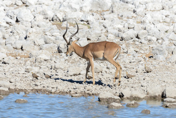 Wild african animals -gnu, kudu, orix, springbok, zebras drinking water in waterhole