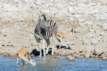 Plakat Wild african animals -gnu, kudu, orix, springbok, zebras drinking water in waterhole