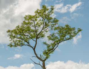 acacia tree top against sky panorama
