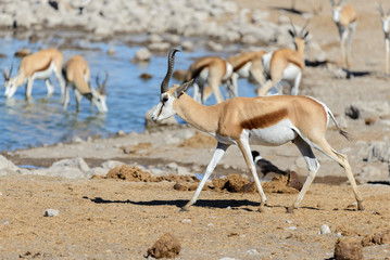 Wild springbok antelopes in the African savanna