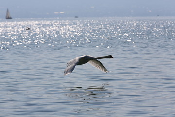 aves varias 