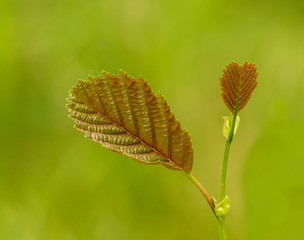 Fototapeta premium fresh brownish leaves