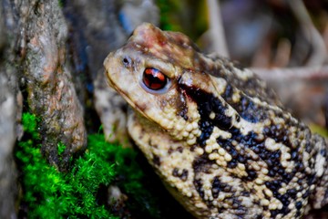 crapaud ange christophe