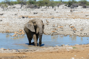 Obraz premium Wild african elephant on the waterhole in the savanna