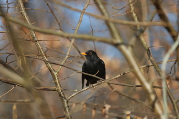 aves varias 