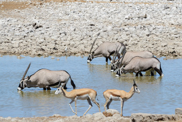 Wild oryx antelope in the African savannah