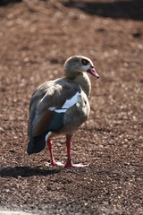 aves varias 
