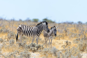 Obraz premium Wild zebra mother with cub walking in the African savanna