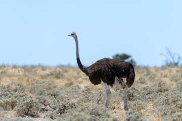 Naklejka premium Wild ostrich walking in the African savannah