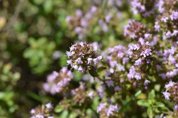 Larger wild thyme