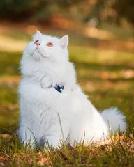 Rolgordijnen Beautiful Turkish Angora cat with long white hair playing outside © nedim_b