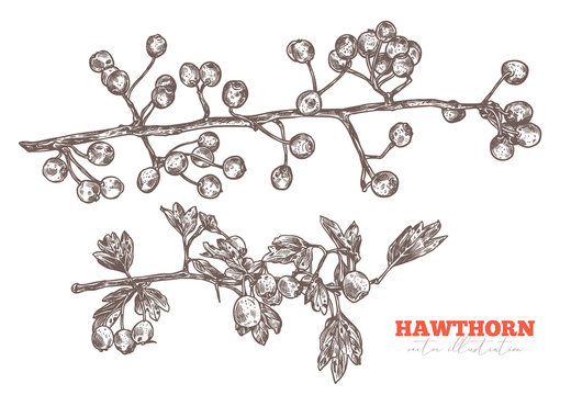 Vector set of sketch hand drawn branches of hawthorn with foliage and berries. Sketch floral herbal plant illustration. Engraved botanical etching