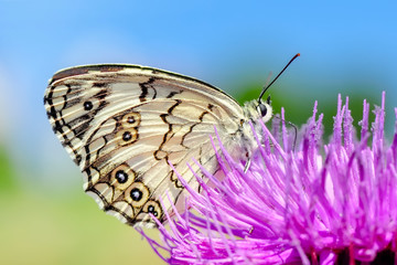 Closeup   beautiful butterflies sitting on the flower. © blackdiamond67