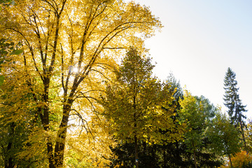 In the deep forest, old large trees grew stately and towered to high heights. The shadow of tall trees falls from a distance. Sun rays fall through the branches. You can smell the pine needles 