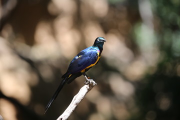 aves varias 