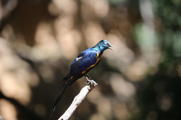 aves varias 