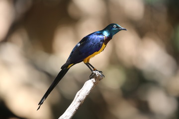 aves varias 