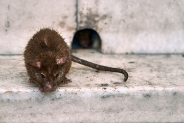 The rat is resting near the mink.