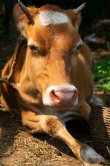 white and Brown Colored Cow face with horn which is used for milk and dairy is tied by rope in front of bamboo basket  in India, the cow is tied to the rope at rural village home