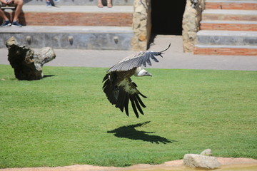 aves varias 
