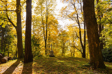 A blooming clearing in the middle of a forest full of colors. The hills are full of tall green grass, flowering shrubs and a low tree here and there. The falling shadow and the vastness of huge trees