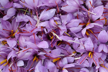 Safranblüten