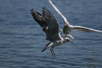 aves varias 