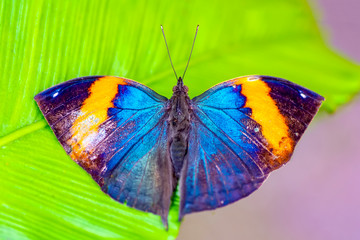 Dead leaf butterfly , Kallima inachus, aka Indian leafwing, standing wings folded on a bamboo branch, dead leaf imitation.