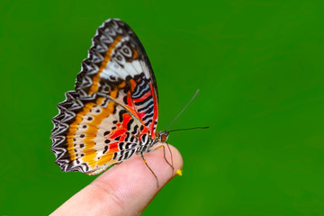 Stock Image butterfly at your fingertips       
