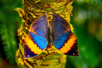 Dead leaf butterfly , Kallima inachus, aka Indian leafwing, standing wings folded on a bamboo branch, dead leaf imitation.