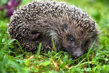 Hedgehog (Erinaceus europaeus). Cute hedgehog face with beady eyes